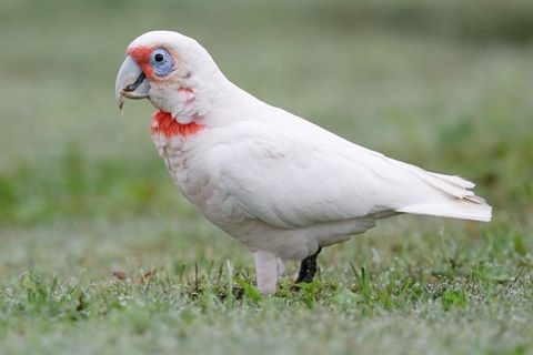 corella.jpg