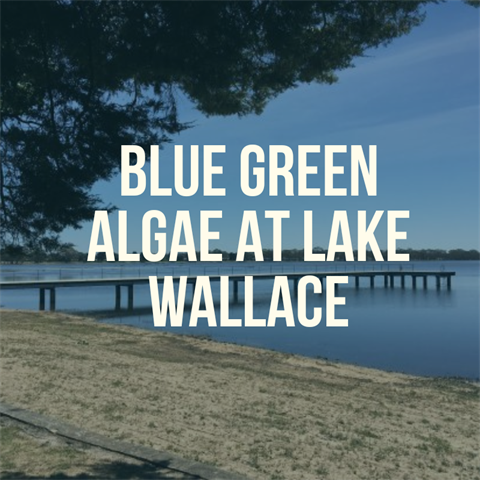 Blue-green algae warning for Lake Wallace.png