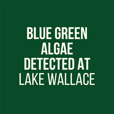Blue-green-algae-warning-for-Lake-Wallace_1.png