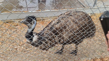 Emu