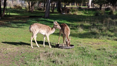 Deer